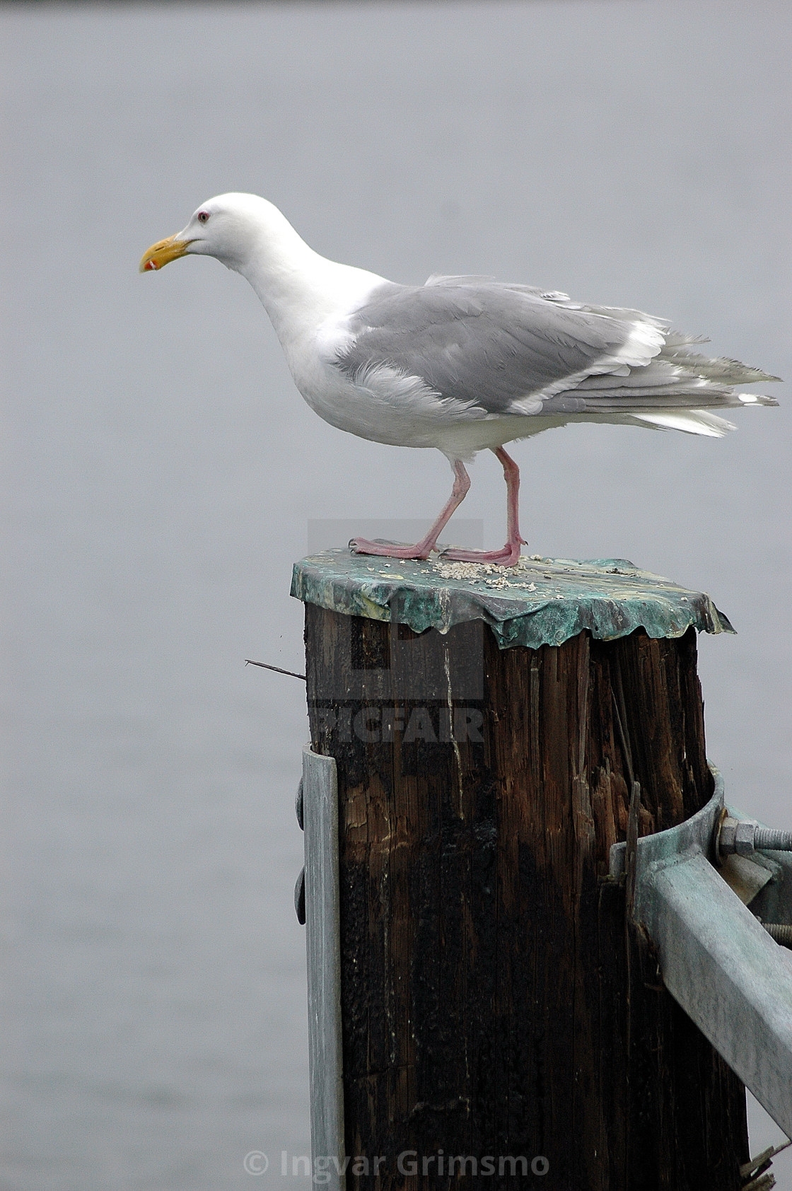 "Seagull perched on a post" stock image