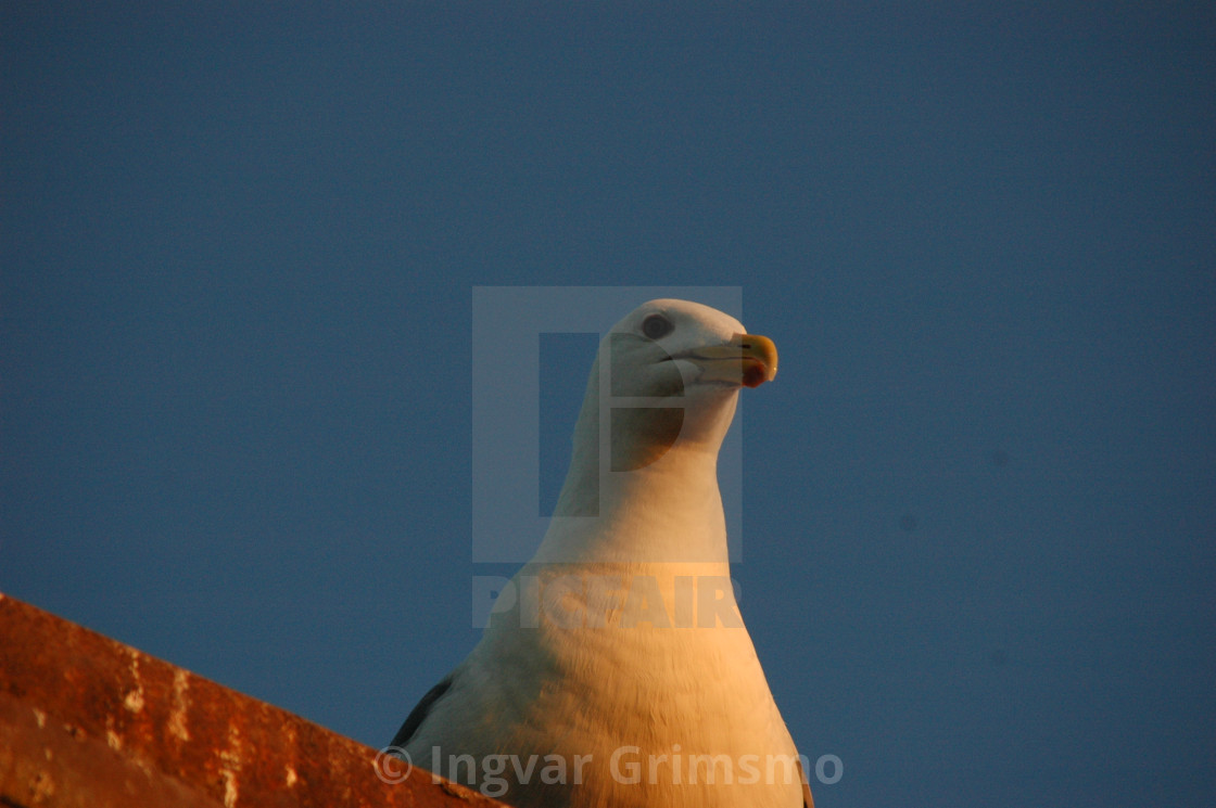 "Seagull in sunset" stock image