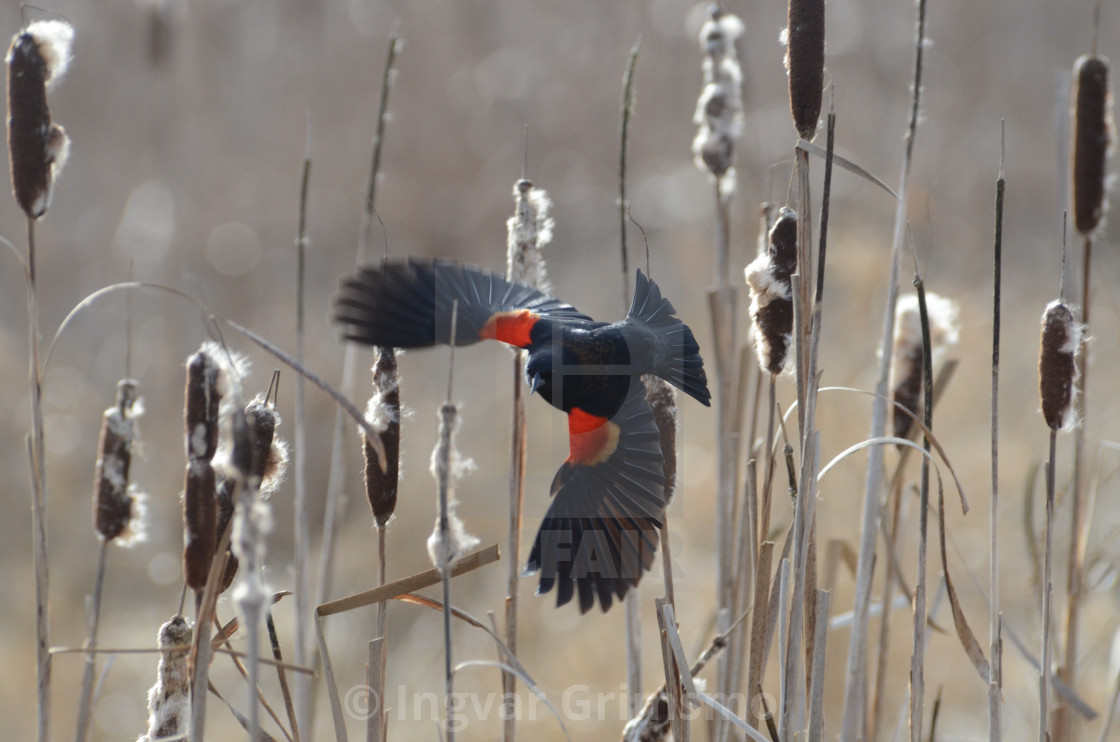 "Red winged blackbird taking off" by Ingvar Grimsmo - $12.70 "Red winged blackbird taking off" stock image