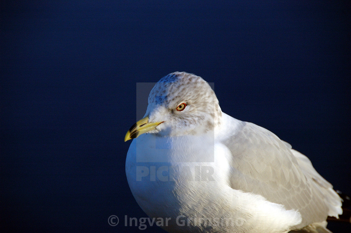 "Baby seagull in Stanley Park, Vancouver" stock image