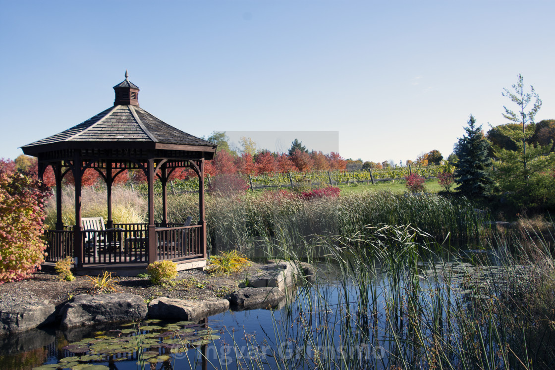 "Fall in the Niagara Wine Region" stock image