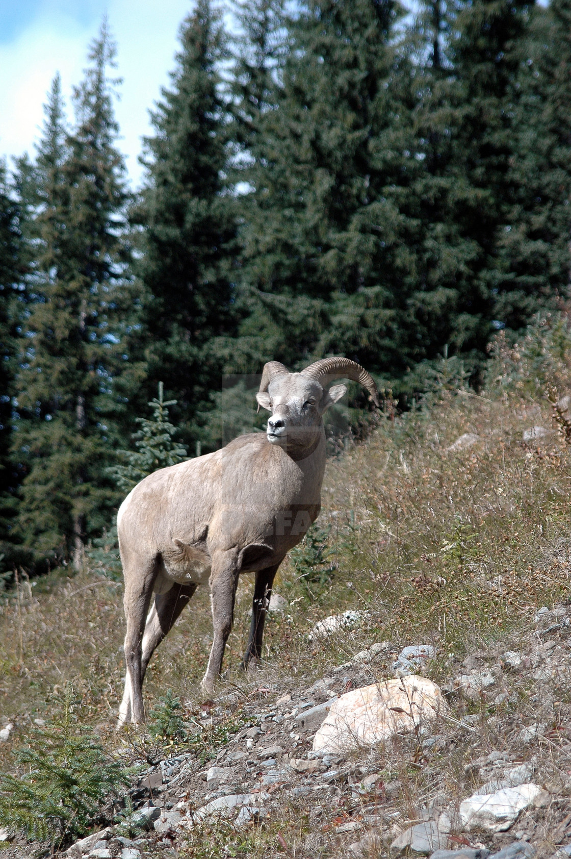 "Majestic Bighorn Sheep in the Rockies" stock image