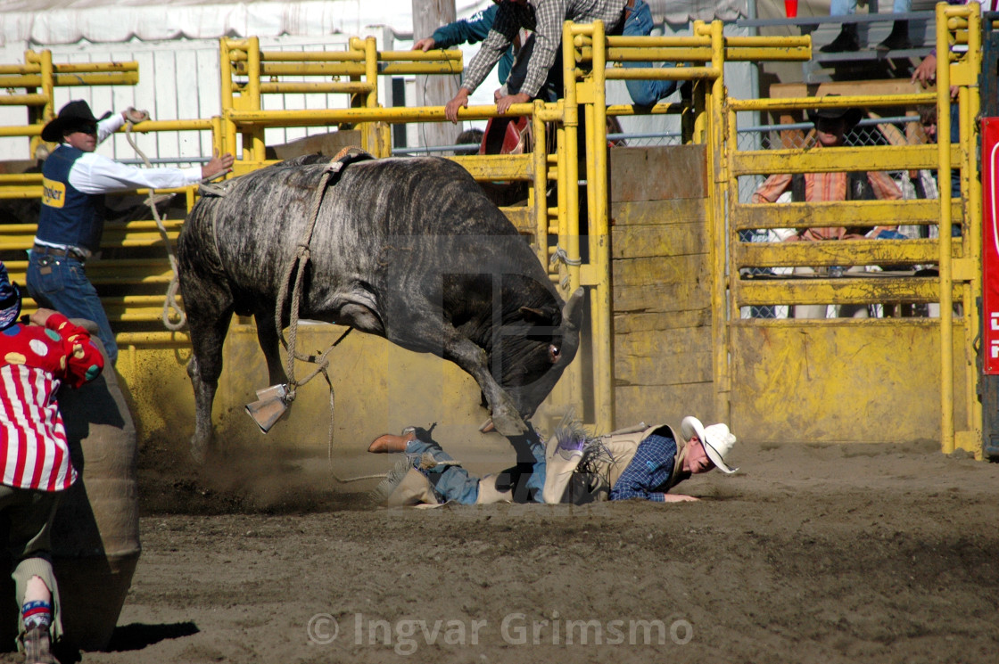 "Rodeo bull rider in trouble" by Ingvar Grimsmo - $12.70 "Rodeo bull rider in trouble" stock image