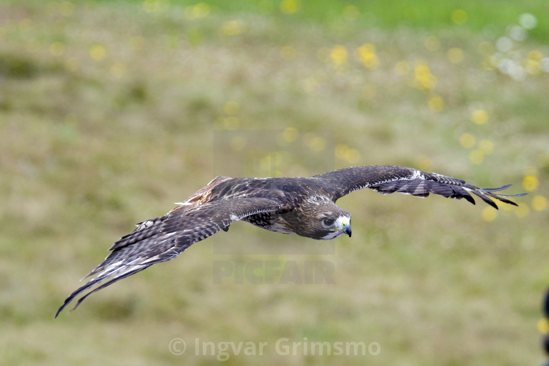 "Red Tailed Hawk in flight" by Ingvar Grimsmo - $12.70 "Red Tailed Hawk in flight" stock image