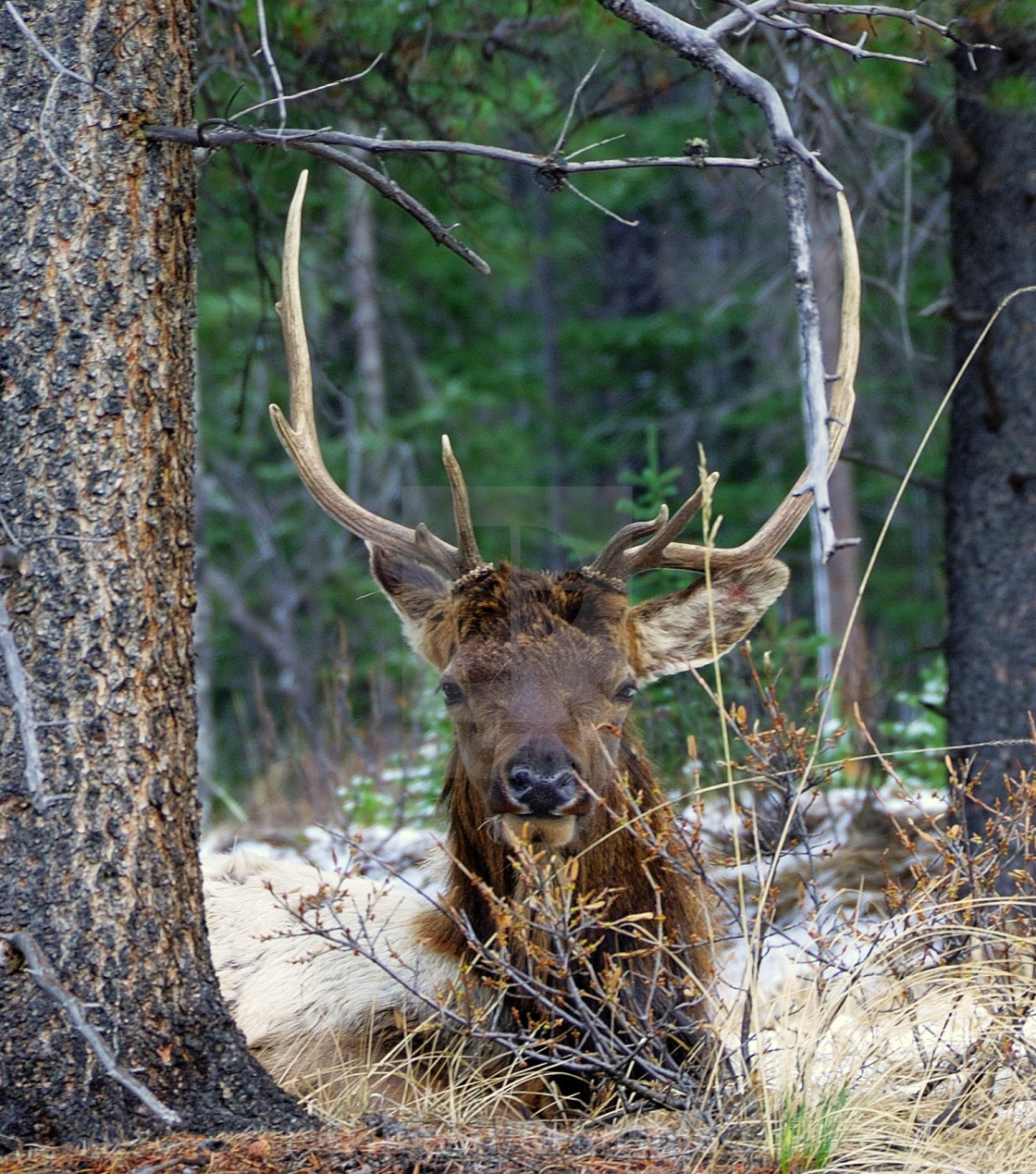 "Male Elk with huge antlers looking at you." by Ingvar Grimsmo - $12.70 "Male Elk with huge antlers looking at you." stock image