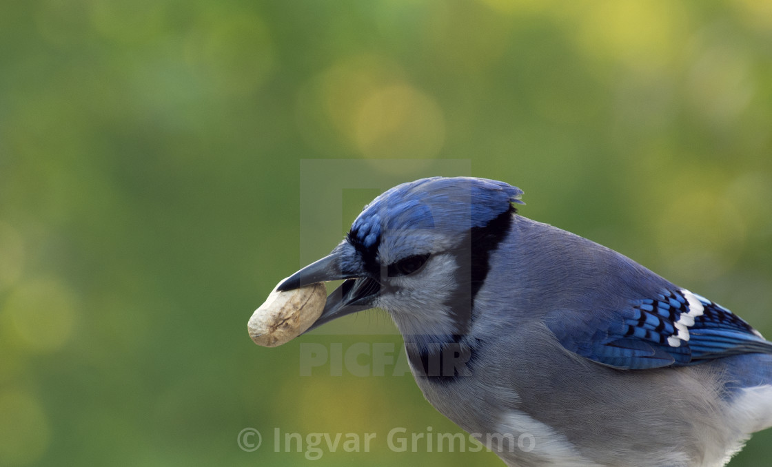"BlueJay with peanut" by Ingvar Grimsmo - $12.70 "BlueJay with peanut" stock image