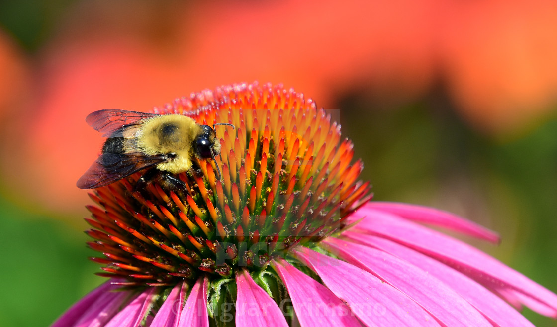 "Bumblebee feeding on a flower" stock image