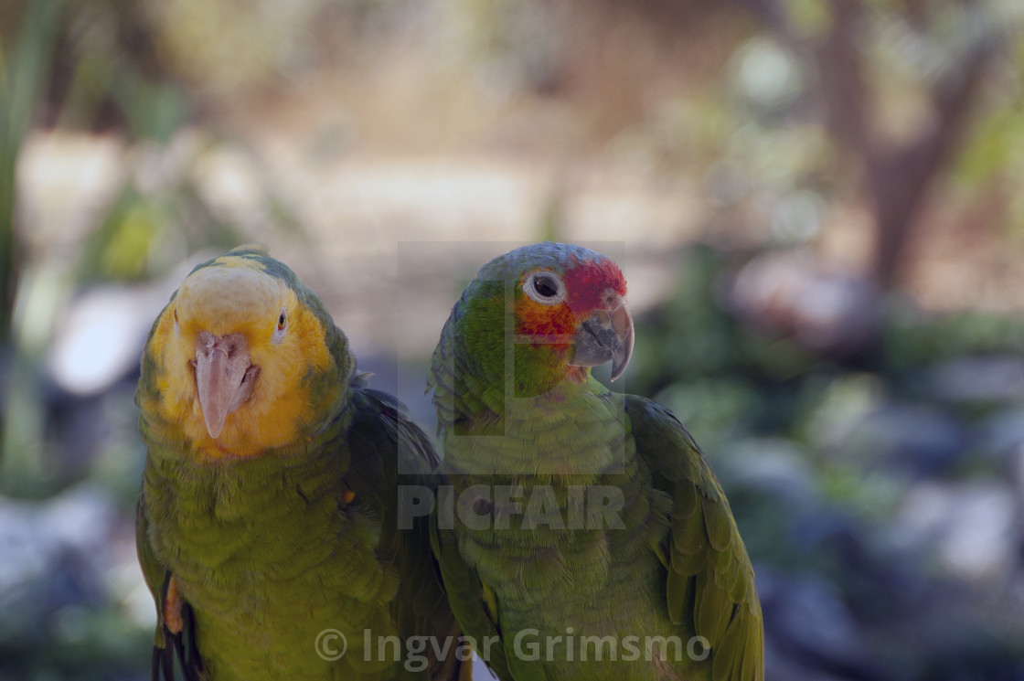 "Red-crowned Amazon Parrots Couple in Mexico" by Ingvar Grimsmo - $12.70 "Red-crowned Amazon Parrots Couple in Mexico" stock image