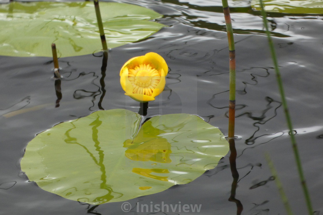 "Yellow Water Lily" stock image