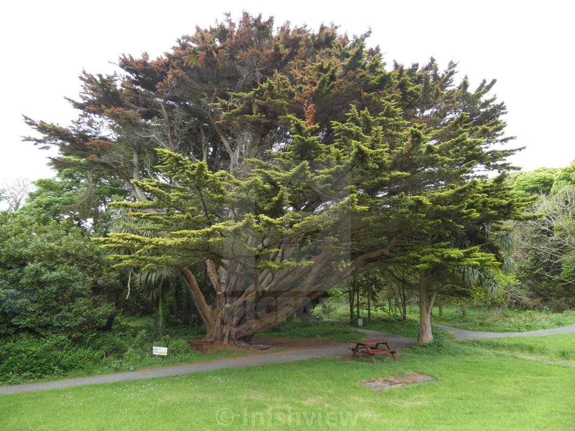 "Tree in Ballyconnell Woods" stock image