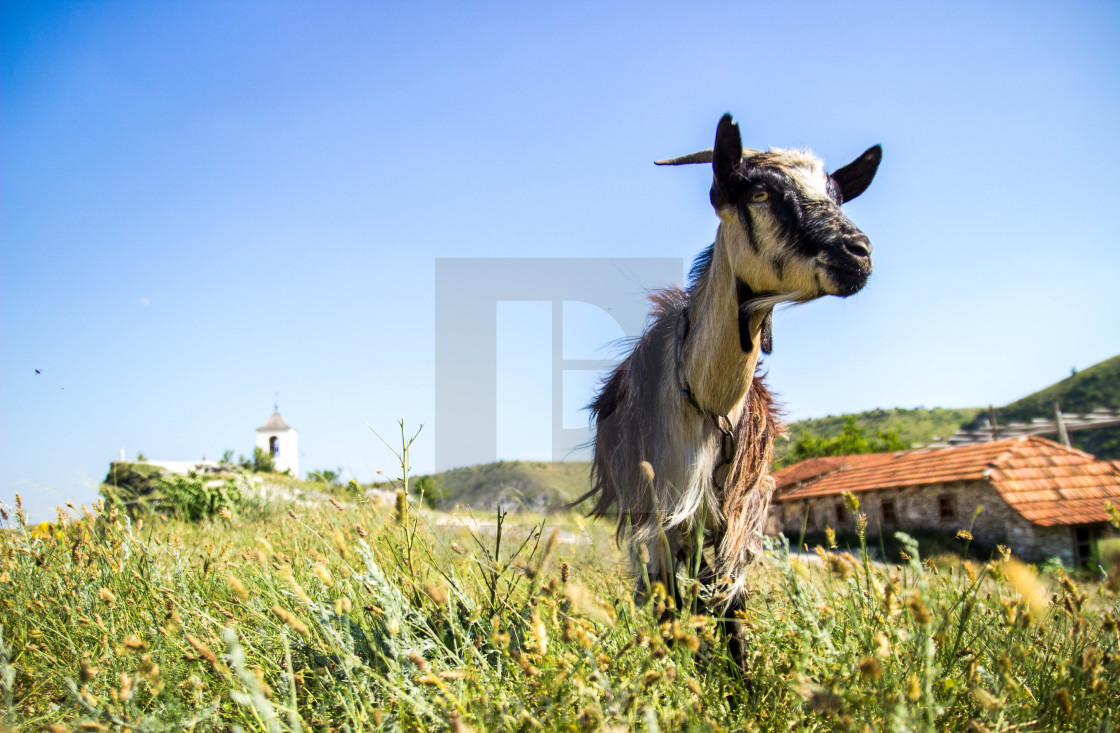 "a lovely creature" stock image