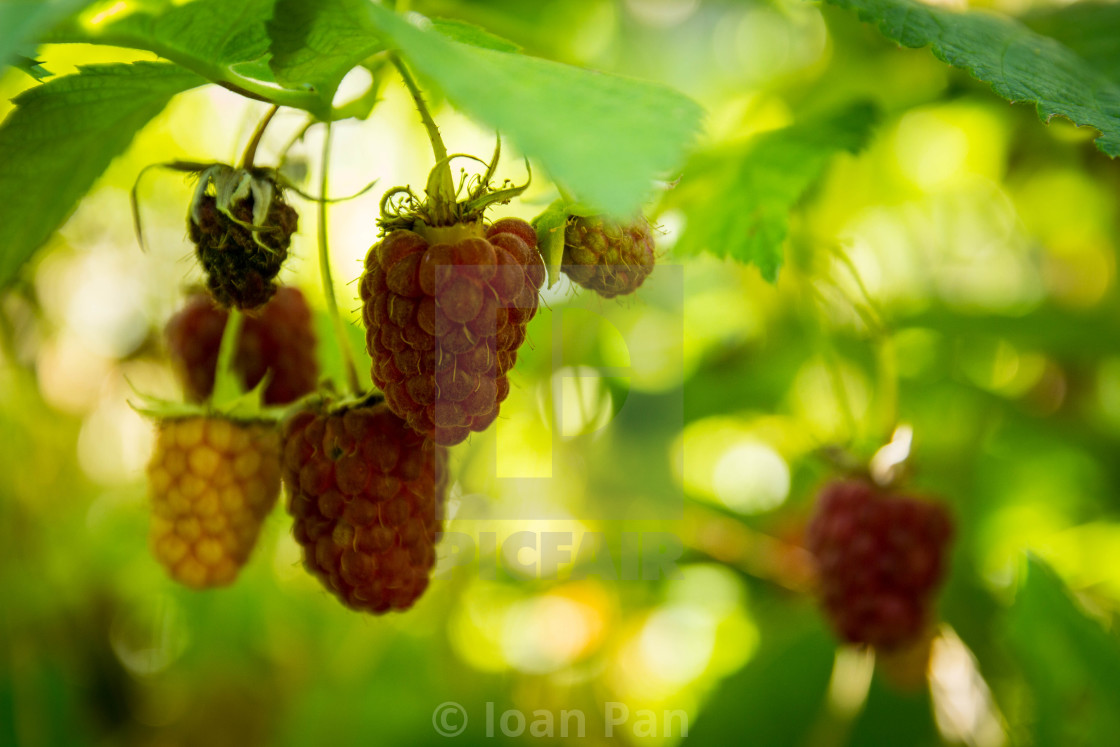 "sweet memories" stock image