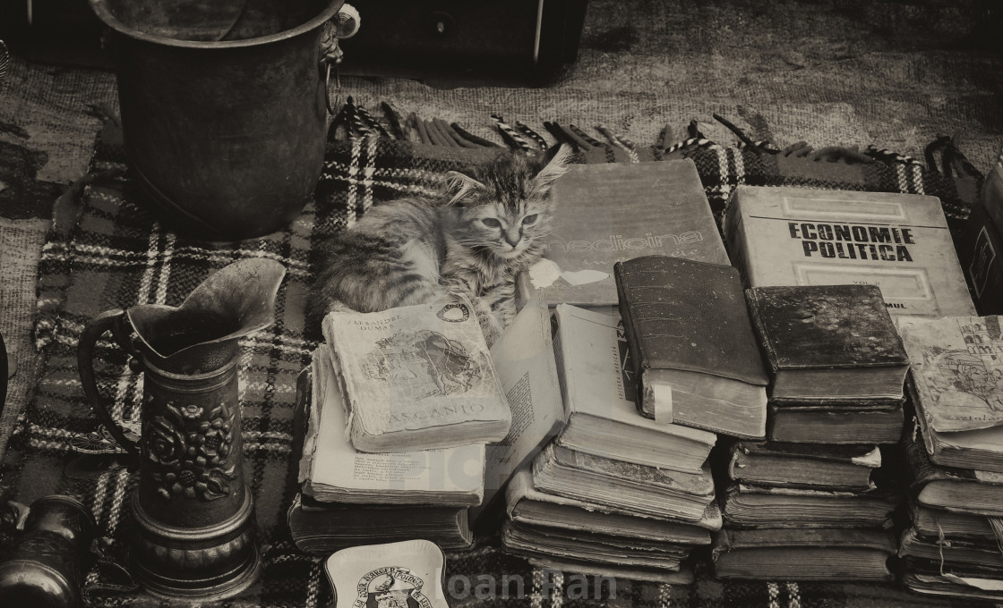 "The cutest reader" stock image