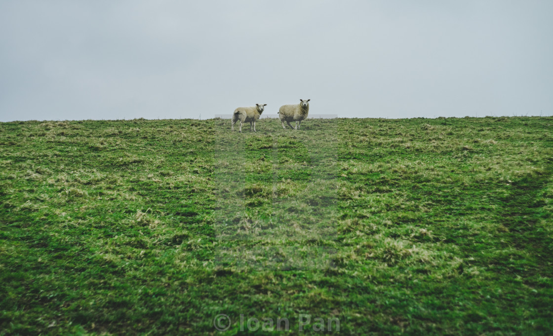 "Sheep rhythm" stock image