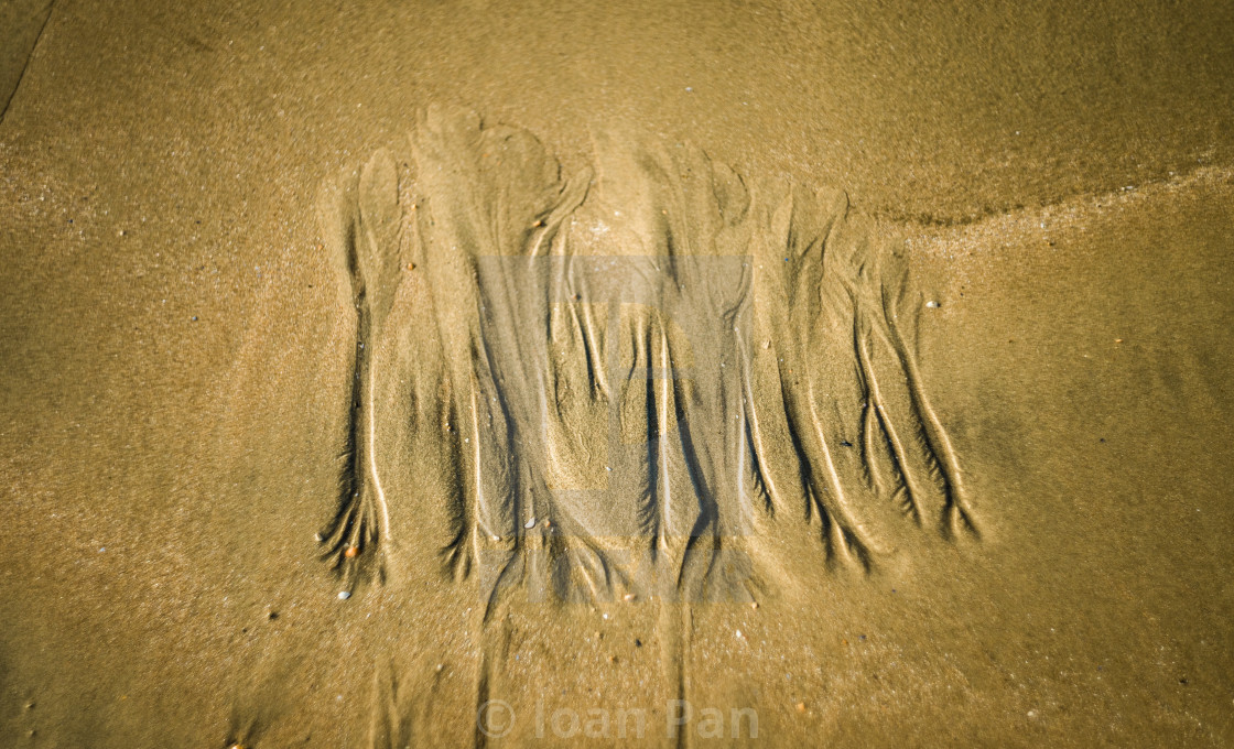 "Sand trees" stock image