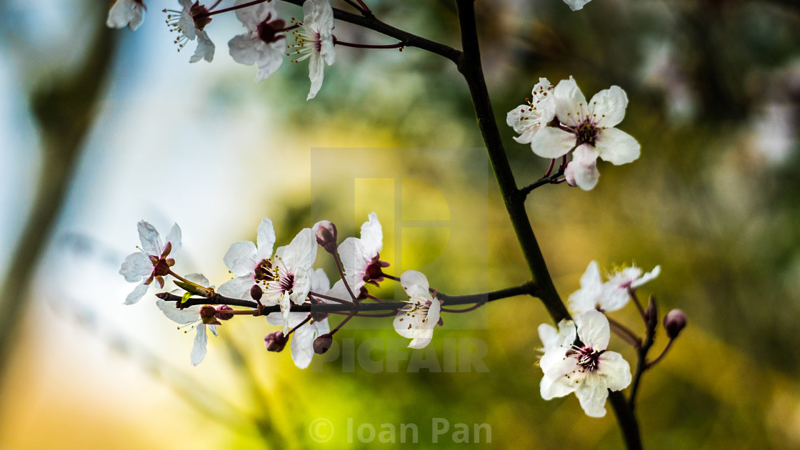 "Spring moments" stock image