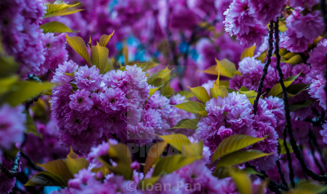 "Spring moments" stock image