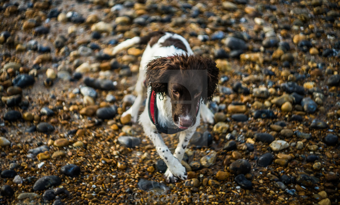 "Buddy" stock image