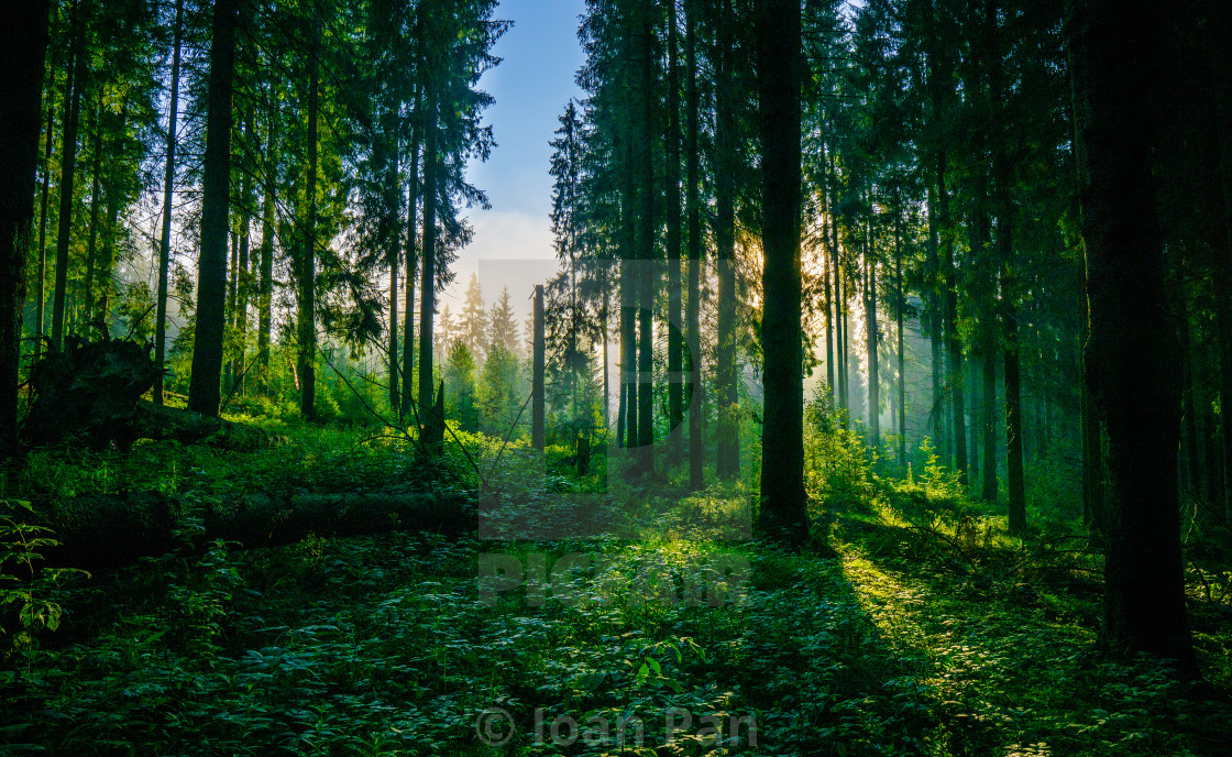 "Forest moments" stock image