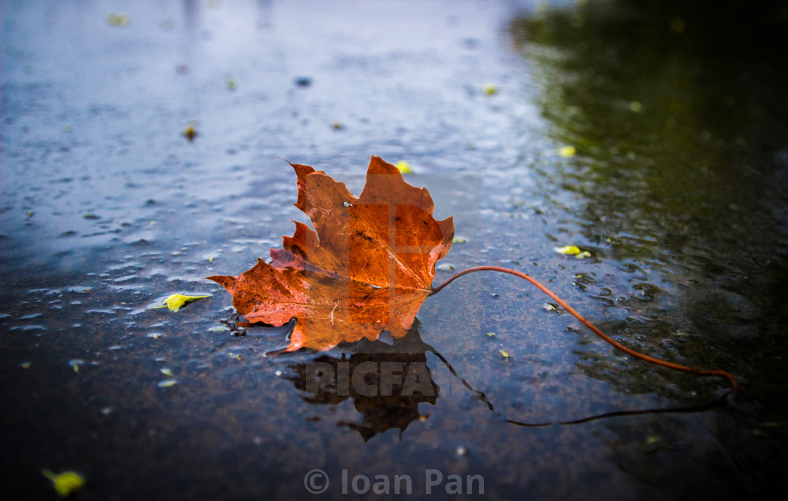 "Autumn moments" stock image