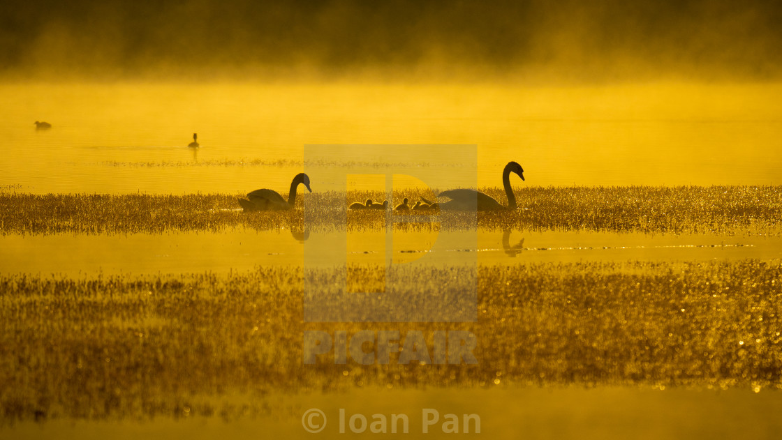 "Family of summer swans" stock image