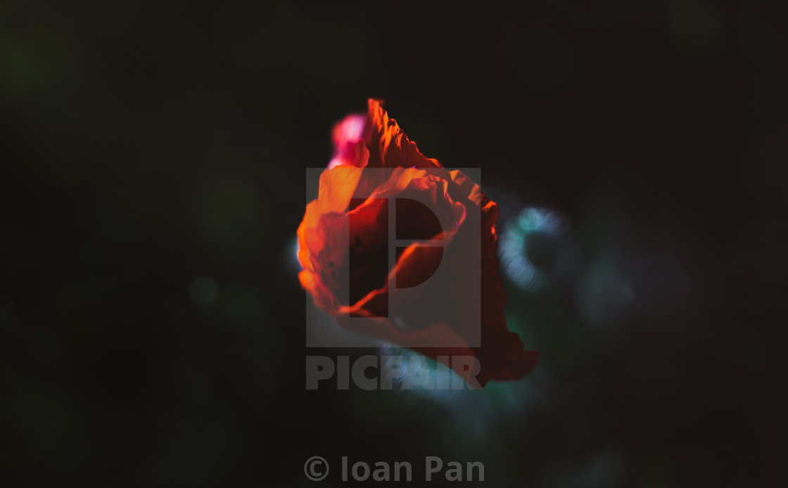 "Poppy" stock image