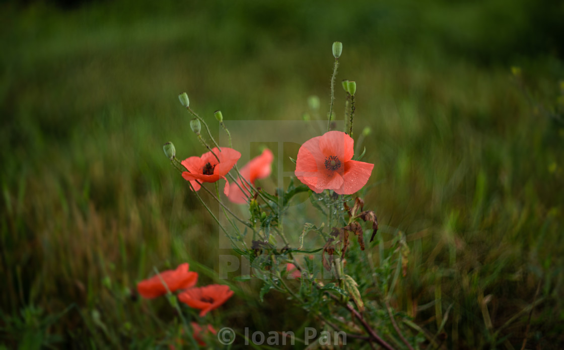 "Red, Pink & Green" stock image