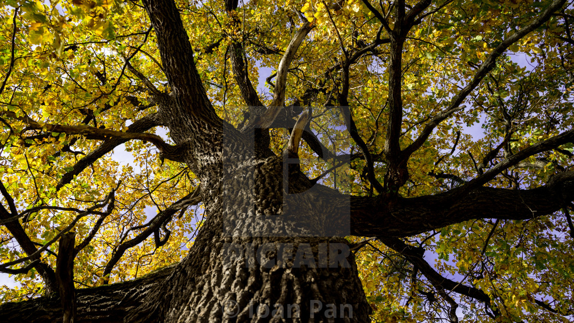 "Oak" stock image