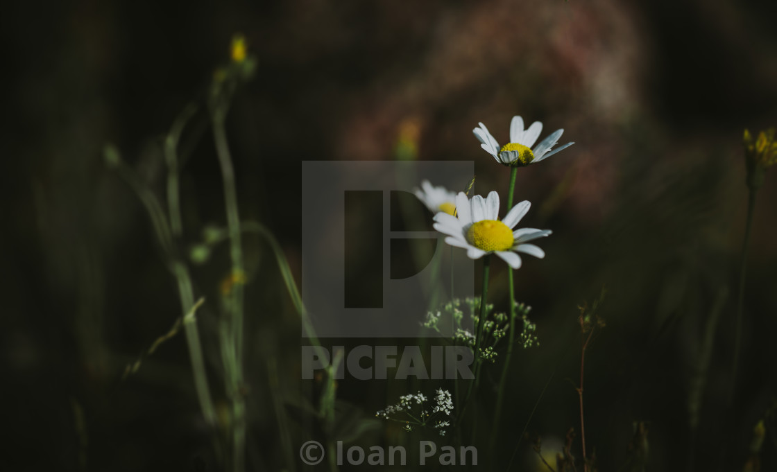 "Flower" stock image