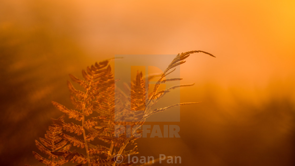 "Fern & sunset" stock image