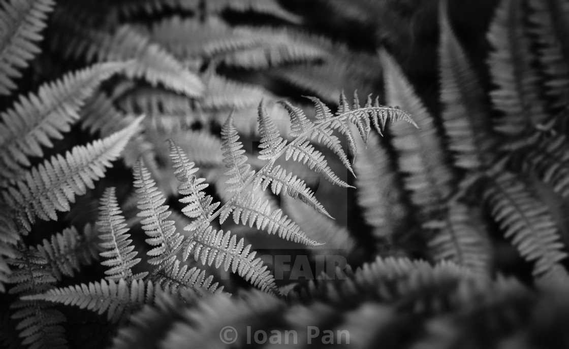 "Fern" stock image