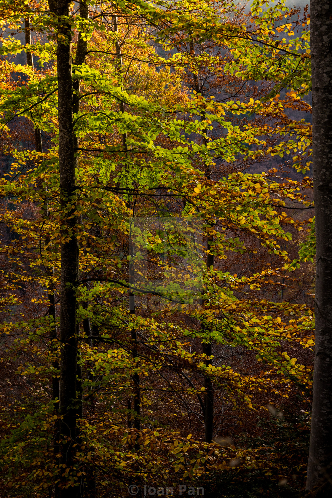 "Golden in autumn" stock image