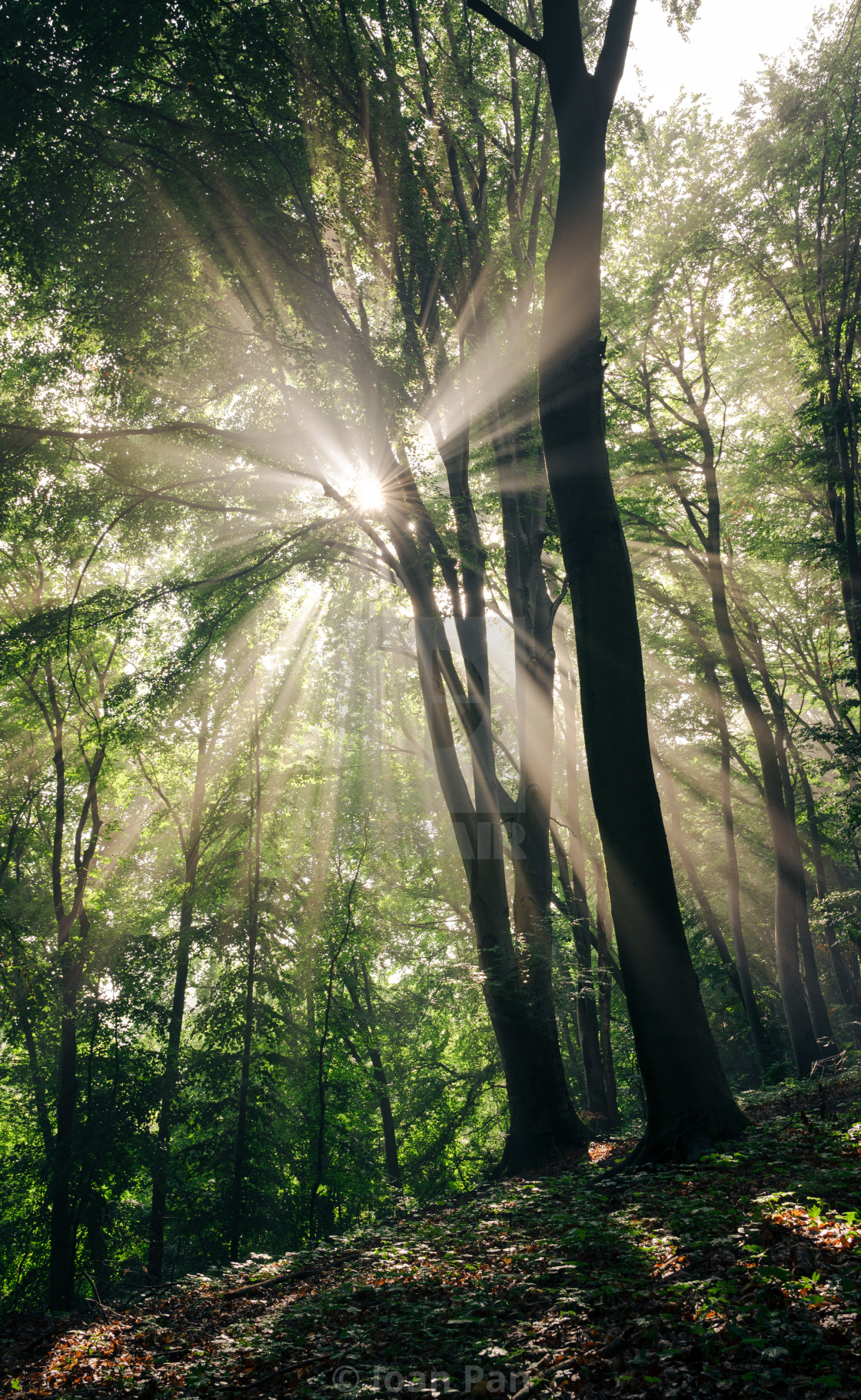 "Forest sun" stock image