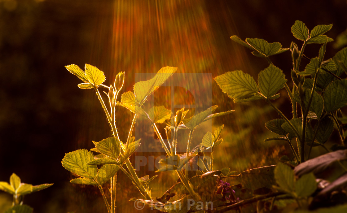 "Light as food" stock image