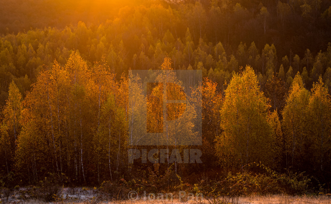 "Golden birches" stock image