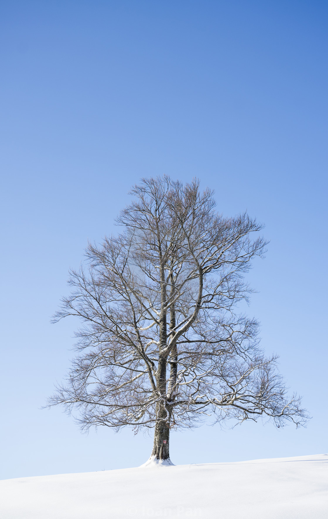 "Tree awesomeness" stock image