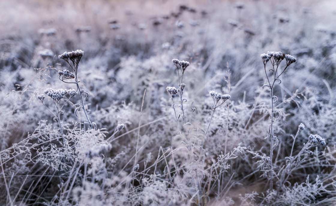 "Beauty of cold colors" stock image