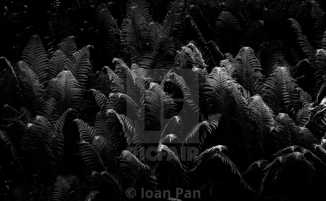 "Fern carpet in black and white" stock image