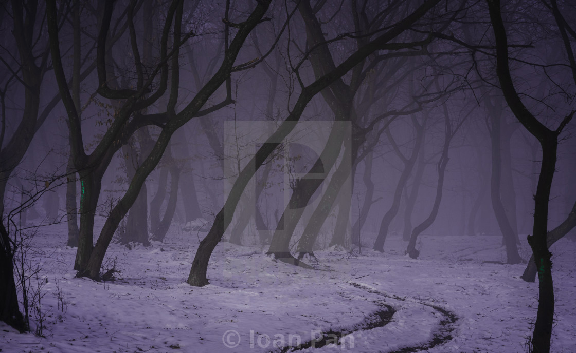 "Mist(ery) in haunted Hoia forest" by Ioan Pan - $15.42 "Mist(ery) in haunted Hoia forest" stock image