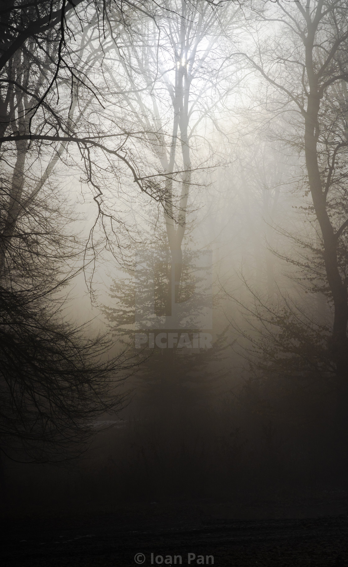 "Forest in mystery" stock image