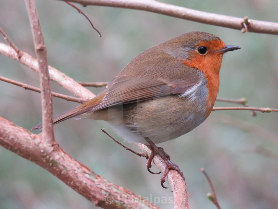 "Robin" stock image