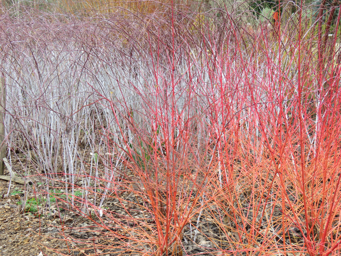 "Coloured reeds" stock image