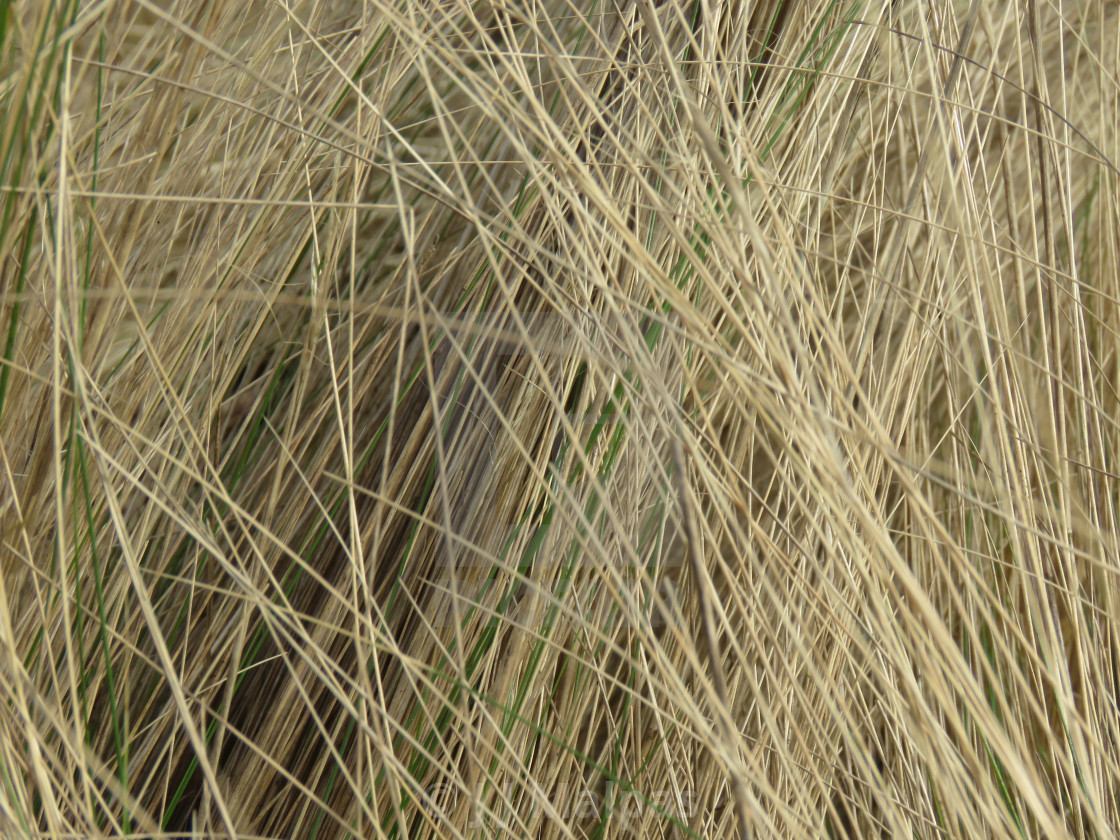 "Tall grass" stock image