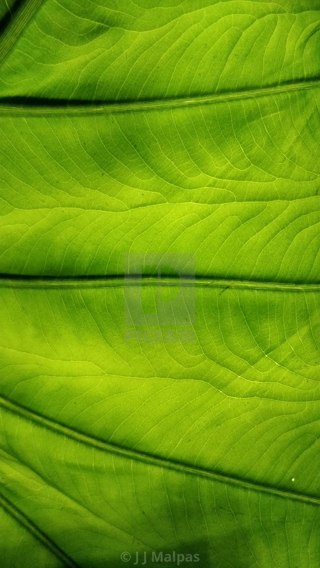 "Leaf close up" stock image