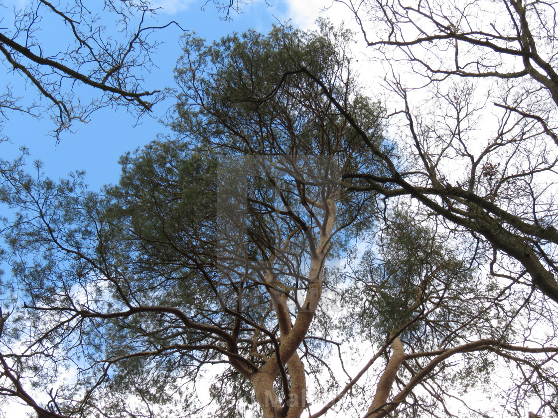 "Sky behind trees" stock image