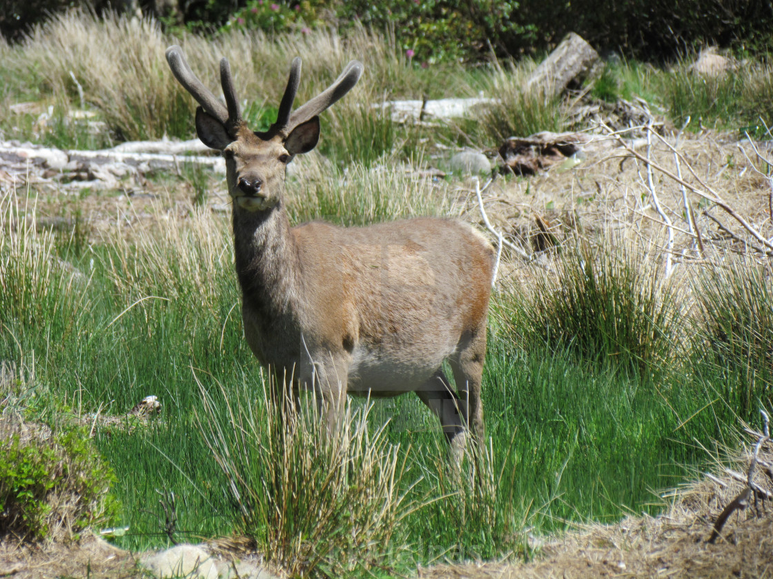 "Deer in Scotland" stock image