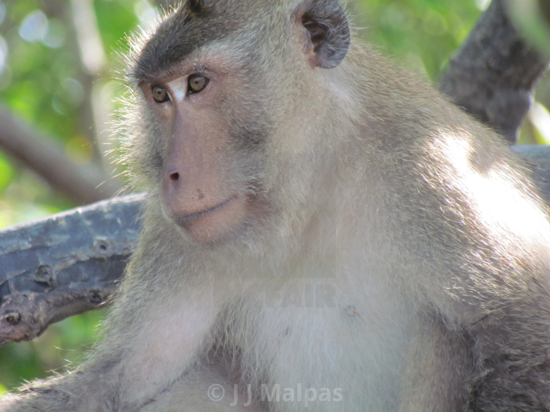 "Macaque in a tree" stock image