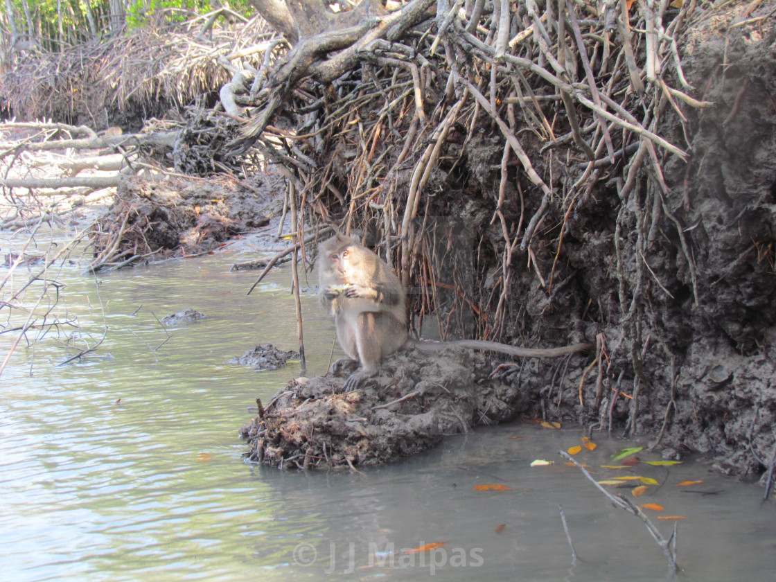 "Macaque by a river" stock image