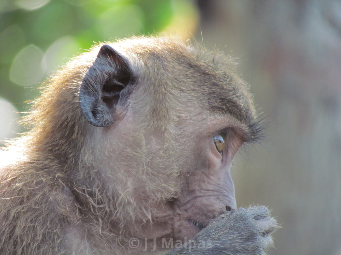 "Macaque with sun on his back" stock image