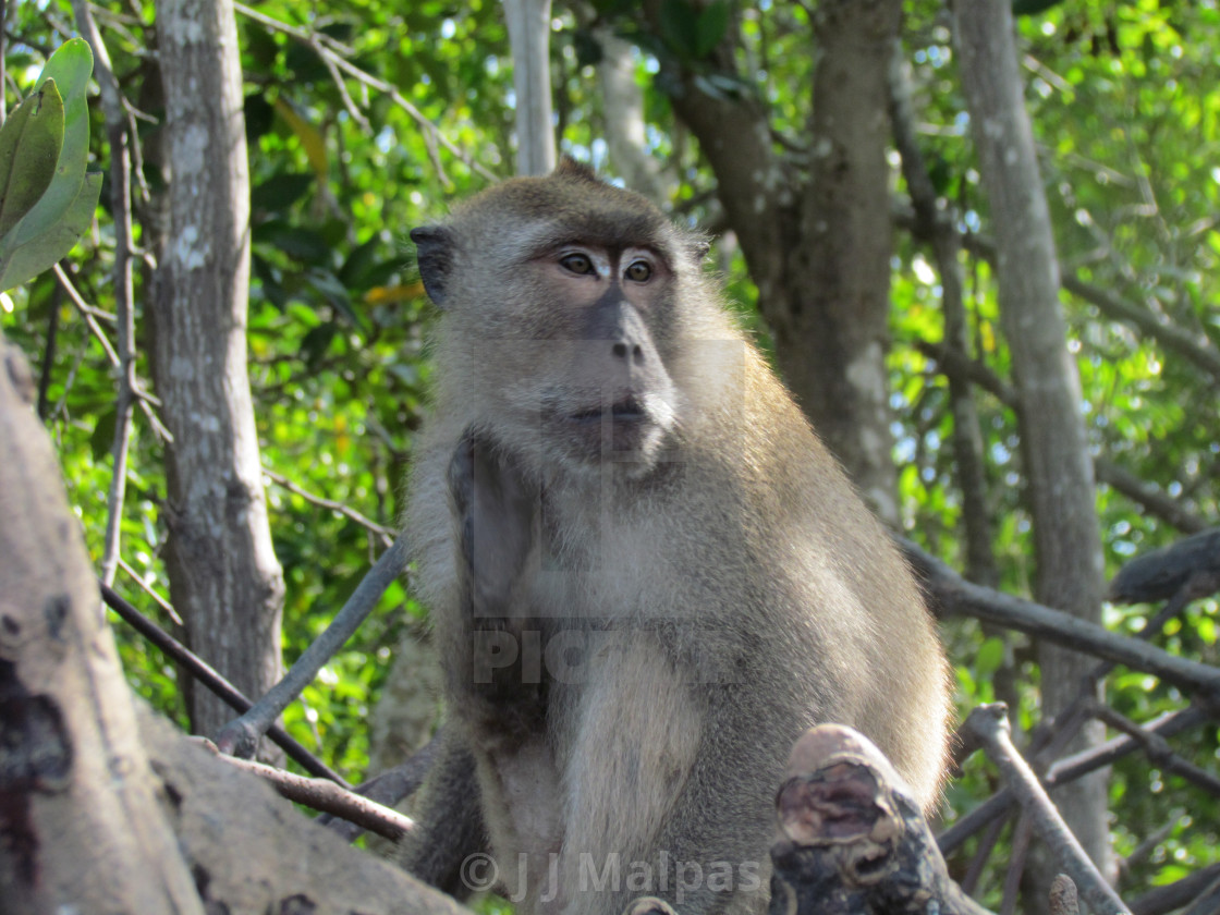 "Scratching Maraque" stock image